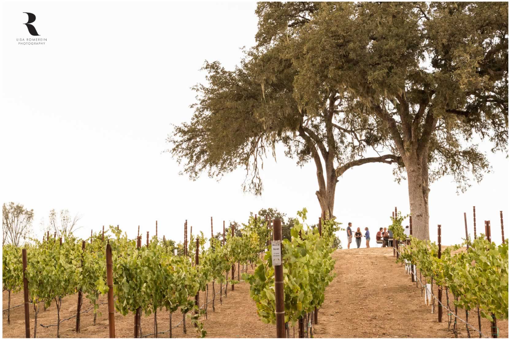 lisa romerein fotografa filari uva lisa romerein fotografa filari uva