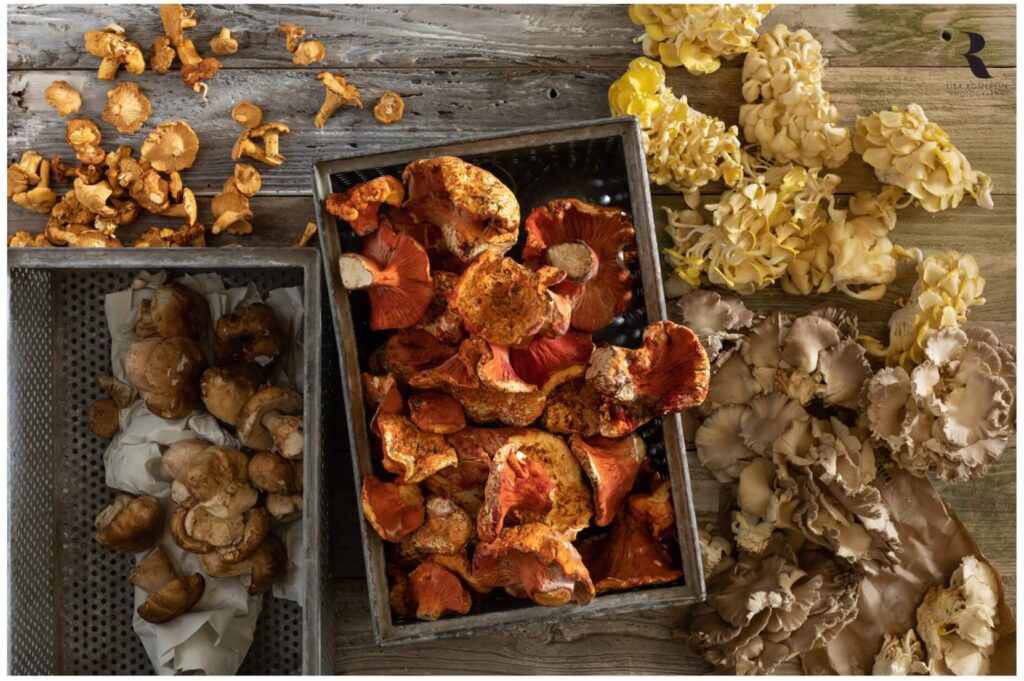 lisa romerein fotografa funghi lisa romerein fotografa funghi