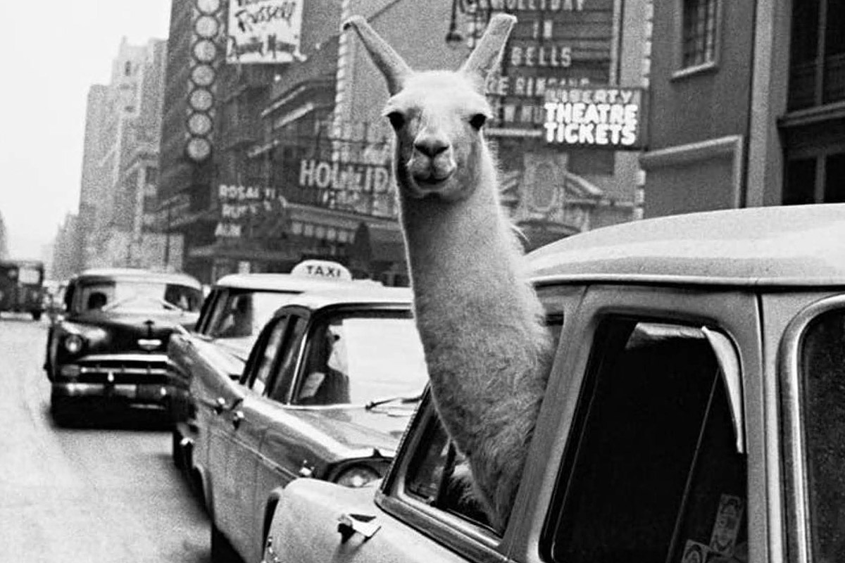 Lama a times square new york 1957 inge morath magnum photos Lama a times square new york 1957 inge morath magnum photos